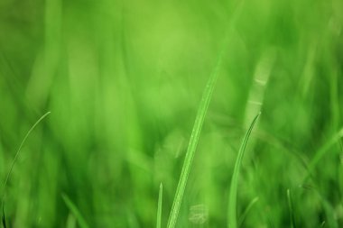 Odaklanamayan yeşil arka plan ve hafif odaklı bir ot yaprağı bulanık yeşillik, doğal bokeh.