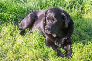 Siyah bir Labrador Retriever köpeği yeşil çimlerin üzerinde yatıyor.
