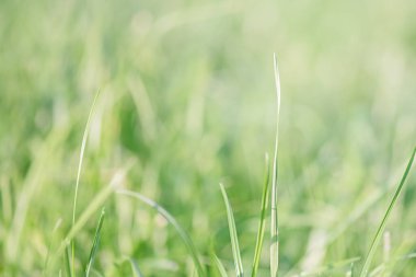 Yeşil çimenler ince odak noktası ve doğal bokeh. Doğal yeşillik arka planı