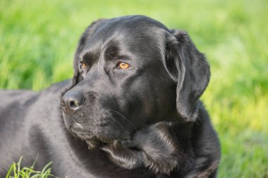 Siyah bir Labrador Retriever köpeği yeşil çimlerin üzerinde yatıyor.