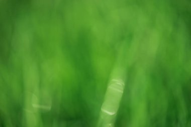 Söndürme ışığı soyut doğal arkaplan. Bokeh.