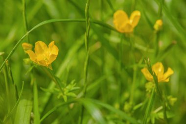 Yeşil çimenlerin üzerinde sarı çiçekler