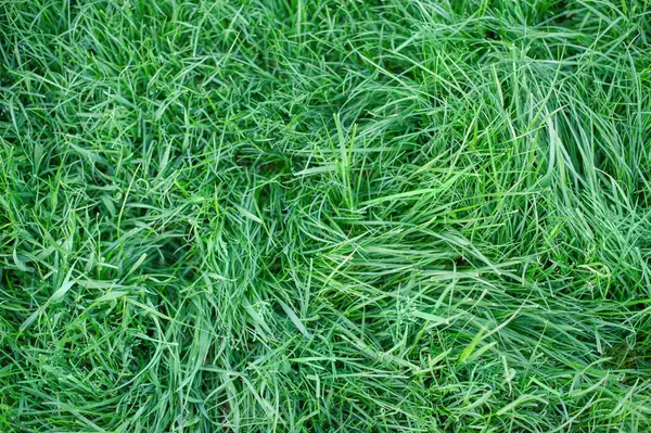 Arka plan olarak yeşil çimen. Doğal arka plan, çimen