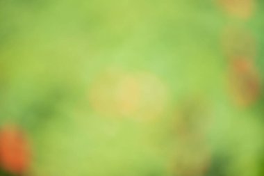Odaklanamayan doğal yeşil ve kırmızı. Bokeh yeşilliği