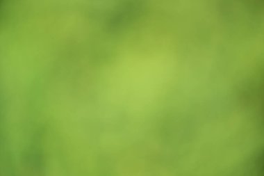 Soyut odaklanmış arka plan, yeşillik. Bulanık ışık ve koyu yeşil renk.