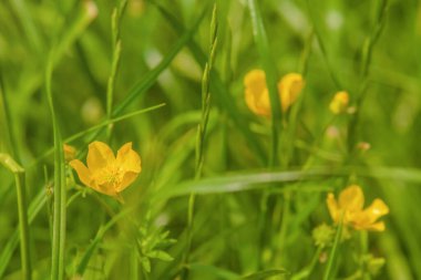 Yeşil çimenlerin üzerinde sarı çiçekler