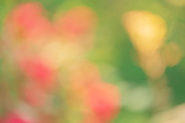 Açık yeşil, kırmızı ve sarı renkler. Bokeh, bulanık bitkiler