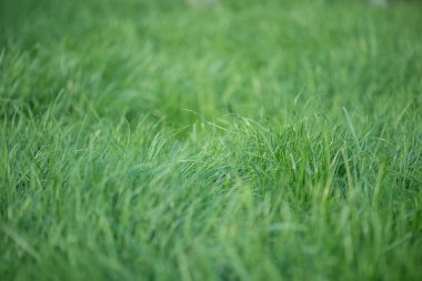 Arka plan olarak çimen ince odak noktası. Yeşil doğal arkaplan bulanık