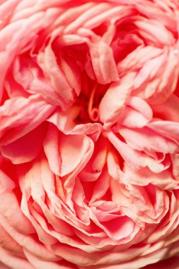 Arka plan makro fotoğrafı olarak pembe gül