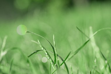 Grass with water drops thin focus part. Natural background