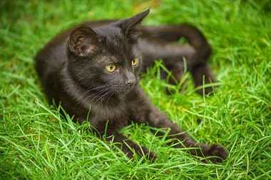 Siyah kedi yavrusu yeşil çimlerin üzerinde yatıyor. Evcil kedi.