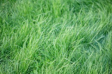 Grass thin focus part as background. Greenery, natural background