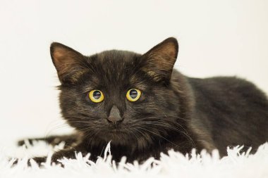 Beyaz arka planda beyaz bir battaniyede siyah kedi yavrusu. Kedi, tatlım.