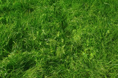 Arka plan olarak çimen ve yonca bitkileri. Su damlalı yeşil çimen