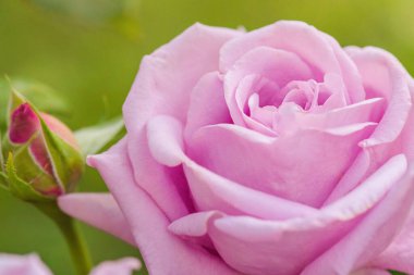 Mor gül yeşil bulanık arkaplanda