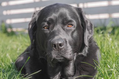 Bahçedeki Kara Labrador köpeği. Labrador Retriever köpeği.