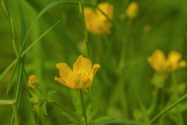 Yeşil çimenlerin üzerinde sarı çiçekler