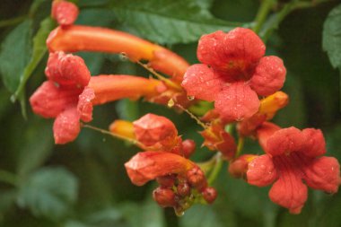 Kırmızı Tecoma çiçekleri ve yağmurdan sonra yeşil yapraklar. Doğal çiçek arkaplanı
