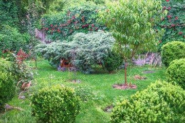 Bahçedeki çeşitli bitkiler: kozalaklı ağaçlar, çimenler, çiçekler ve tahıllar