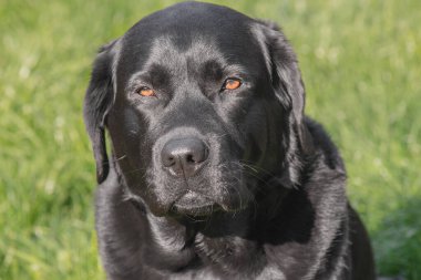 Bulanık arka planda Labrador Retriever köpeğinin portresi. Bir evcil hayvan portresi
