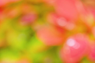 Kırmızı ve yeşil arka plandaki defocus ışığı. Bulanık böğürtlen bitkisi. Doğal bokeh