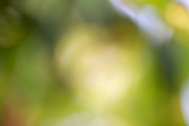 Fosforlu ışık doğal arka plan. Bulanık yeşillik