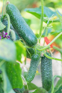Bahçedeki yeşil bir çardakta olgun salatalıklar yetişiyor.