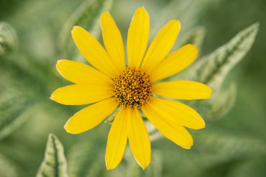 Bulanık arkaplanda sarı sarmal çiçek