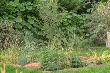 Ağaçları, çalıları, çiçekleri ve sebzeleri olan bir bahçe.