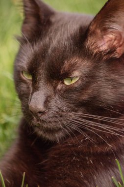 Yeşil doğa geçmişi olan kara kedi. Bir evcil hayvan portresi