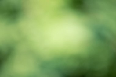 Odaklanamayan yeşil arka plan. Soyut bulanık yeşillik. Çözülmüş bitkiler