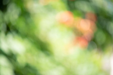 Açık yeşil ve turuncu defocus. Soyut arka plan bulanık bitkiler. Yaprakları ve çiçekleri yok et