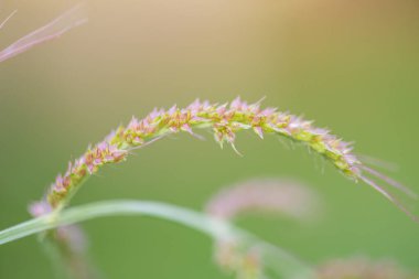 Süslü pembe mısır gevreği, ince odak noktası ve bulanık yeşil arka plan.