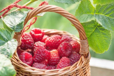 Olgunlaşmış kırmızı ahududu hasır bir resimde doğa arka planında sarmaşıklardan yapılmış.
