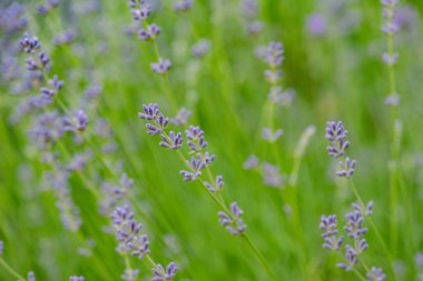 Gül çiçekleri ince odak noktası bulanık arkaplan