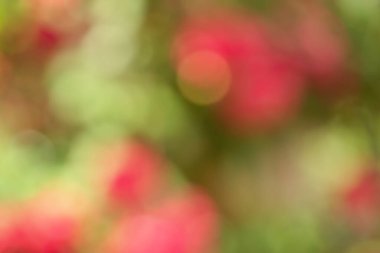 Kırmızı ve yeşil ışıkların soyut doğal arkaplanı