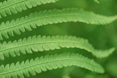 Yeşil eğreltiotu yaprakları bulanık yeşil arka planda