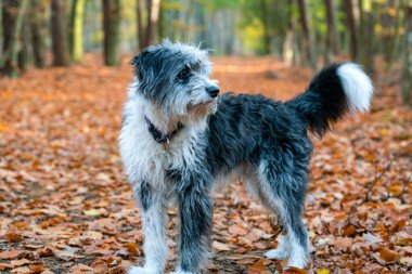 Uzun kürklü siyah beyaz bir köpek Sonbahar ormanında renkli yapraklarla dolu bir yolda duruyor
