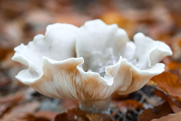 Detailed Macro Shot White Mushroom Brown Gills — Stock Photo, Image