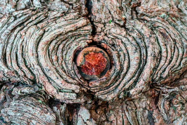 Detailní Makro Záběr Dírky Starém Stromu — Stock fotografie
