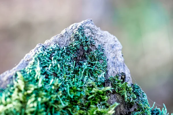 Макросъемка Зеленых Лишайников Камне Осеннем Лесу — стоковое фото