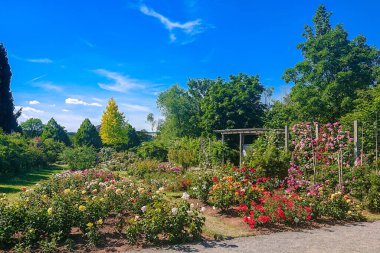 June 15 2022 - colourful roses in europes largest Rosarium in Sangerhausen Germany