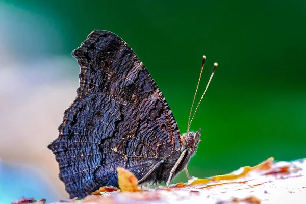 Plan Macro Papillon Paon Aglais Assis Sur Bois — Photo