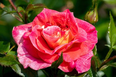 Çiçekli bir Sommersonne gülü