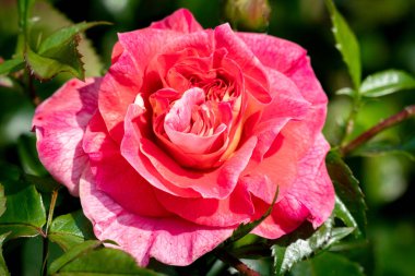 Çiçekli bir Sommersonne gülü