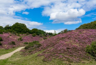 Danimarka 'da Baltık Denizi ve Kuzey Denizi' nin birleştiği yerde foklar var.