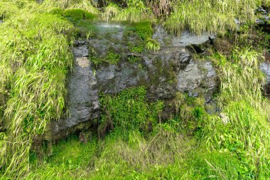 Yosun kaplı bir kayadan aşağı akan yağmur suyu.