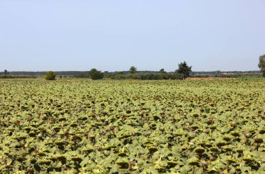 Massaciuccoli Gölü 'nde ayçiçekleri