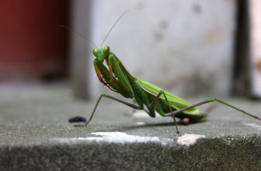 Ölen Peygamberdevesi (Mantid dini) ızdırap içinde