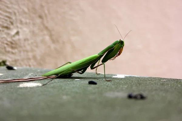 Πεθαίνοντας Προσεύχεται Mantis Mantis Religiosa Στην Αγωνία — Φωτογραφία Αρχείου